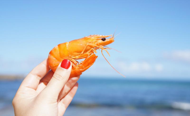 shrimp animal facts