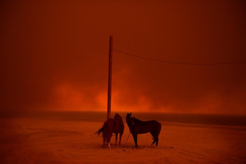 Những con ngựa đứng cạnh một cây cột neo giữ chúng, trong khi lửa đang bừng cháy ở phía xa ở bãi biển Zuma, Malibu, California vào 10/09/2018. Vụ cháy rừng năm 2018 ở California là vụ cháy tồi tệ nhất trong lịch sử nước Mỹ, sự việc đã thiêu rụi hơn 676.000 ha rừng. Ảnh: Wally Skalij.