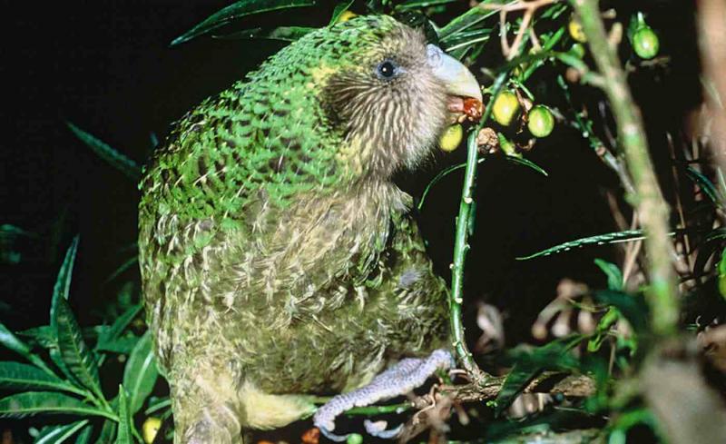 kakapo cc don merton department of conservation nz