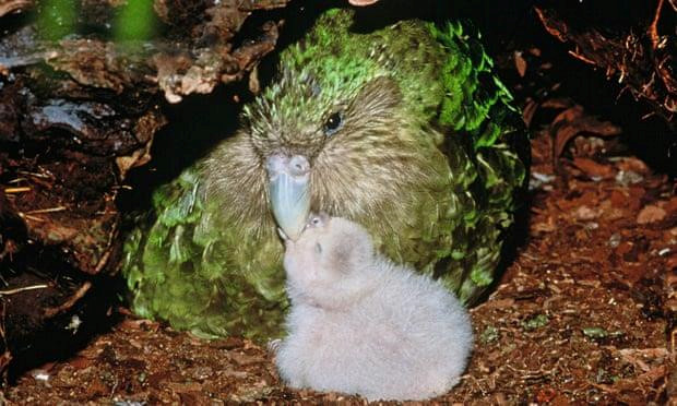 kakapo con