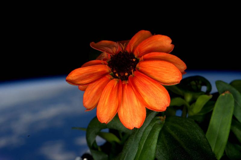 Một bông hoa thuộc chi Cúc ngũ sắc đang bung nở bên cạnh một ô cửa sổ ở ISS.
