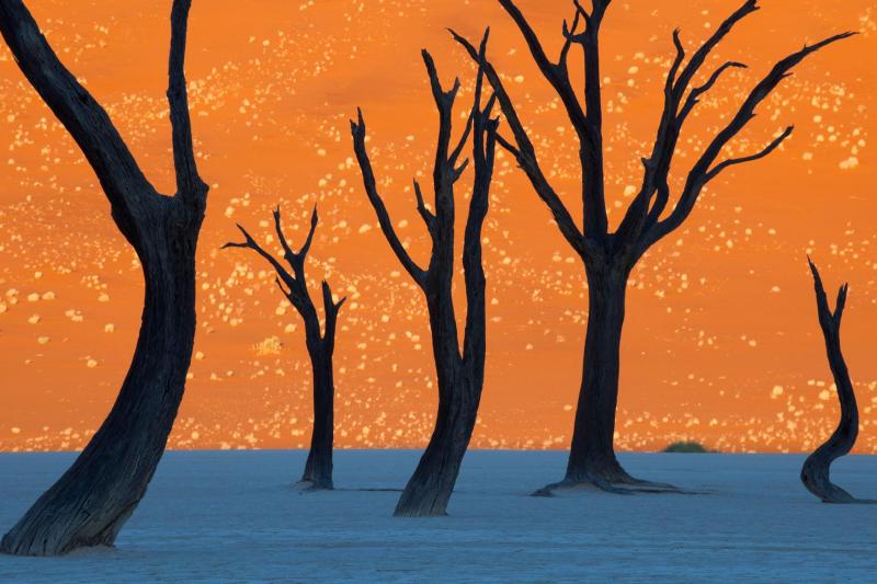 Rừng cây Vachellia erioloba ở công viên Namib-Naukluft, Namibia trông như một bức tranh vẽ khi được chụp vào lúc bình minh. Ảnh: Frans Lanting.
