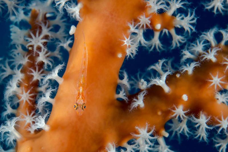 Ở vùng biển đa dạng sinh học của Cộng hòa Palau, các nhà khoa học quan sát thấy rất nhiều dạng sống đang phát triển mạnh mẽ ở đáy biển. Trong bức ảnh này, một con cá bống nhỏ đang ngụy trang bên cạnh một nhánh san hô đỏ. Ảnh: Eric Sala.