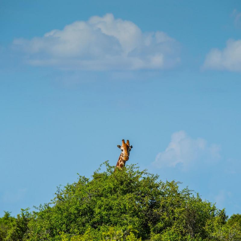 Một con hươu cao cổ đang ăn cỏ trên một đỉnh cây cao tại khu bảo tồn hoang dã Loisaba ở bắc Kenya. Nguồn thức ăn chủ yếu của hươu cao cổ là lá cây keo, chỉ mọc trên đỉnh ở các ngọn cây cao và phần lớn những loài động vật khác không thể với đến mà ăn được. Ảnh: Ami Vitale.