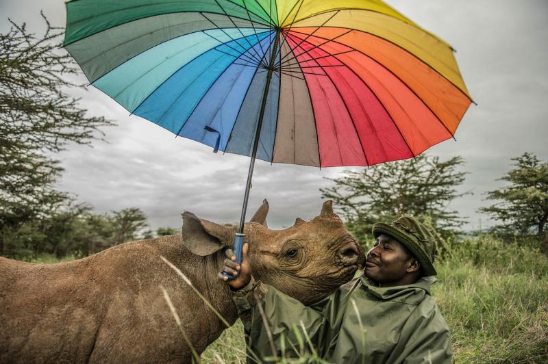 Một nhân viên kiểm lâm tại Khu bảo tồn Hoang dã Lewa ở Kenya đang đứng bên cạnh chú tên giác 18 tháng tuổi tên là Kilifi. Chú tê giác này đã được nuôi lớn tại đây cùng hai chú tê giác khác trong một nỗ lực bảo vệ loài vật này khỏi các mối đe dọa. Ảnh: Ami Vitale.