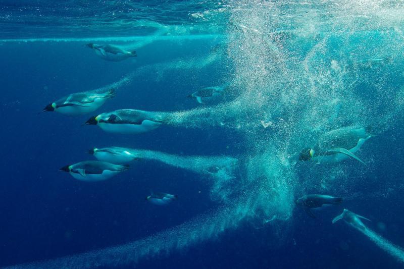 Những chú chim cánh cụt Hoàng đế đồng loạt nhảy ùm xuống nước rồi bơi thật nhanh để chạy trốn kẻ săn mồi bên trên những lớp băng ở Nam Cực. Ảnh: Paul Nicklen.