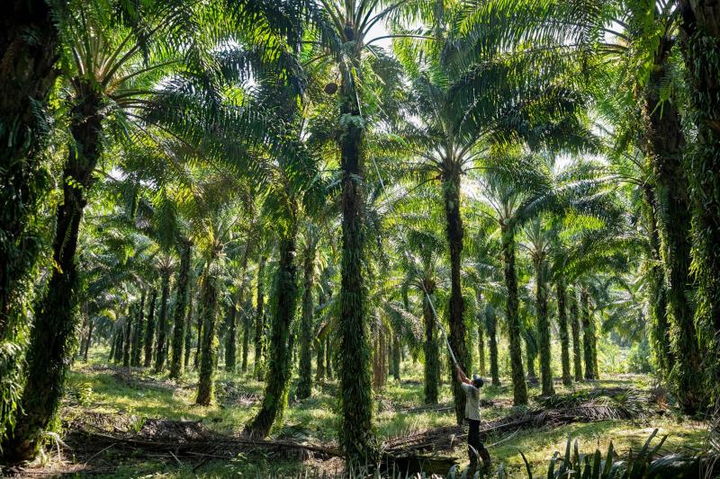 Một người đang thu hoạch trái cọ ở đồn điền tại Sarawak, một trong hai bang của Malaysia trên đảo Borneo. Những cây cọ trưởng thành như thế này có tuổi đời vào khoảng 25 tuổi, nghĩa là chúng đã đến tuổi kém năng suất và phải bị chặt đi để trồng cây khác. Ảnh: Pascal Maitre.