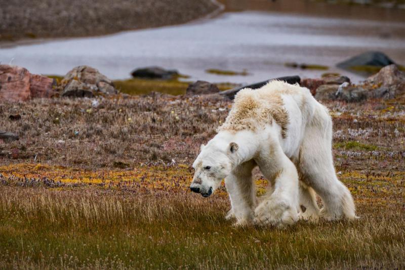 Một con gấu Bắc Cực bị đói ở Canada, cơ thể của nó bị teo tóp đi vì cơ lẫn mỡ đã không còn để tạo thành hình ảnh thường thấy của những chú gấu Bắc Cực. Ảnh: Cristina Mittermeier.