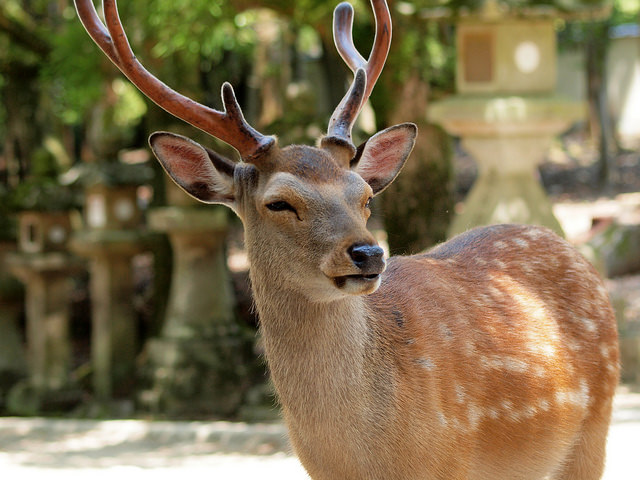nara park deer injuries travel tourism news