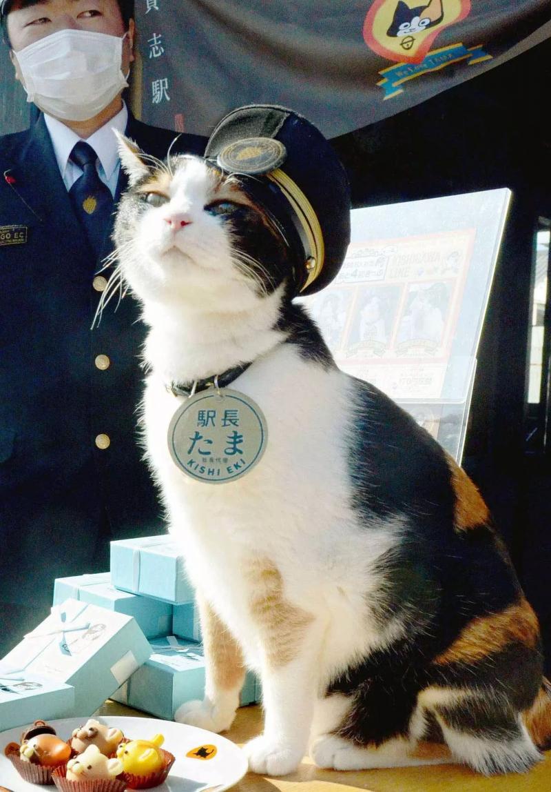 Tama là cô mèo đầu tiên giữ chức vụ quản lý một nhà ga ở Nhật Bản.