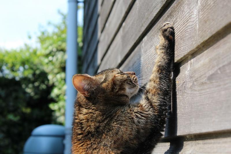 cat scratch wall