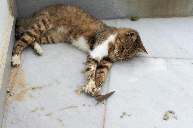 street cat catching grasshopper santorin cyclades greece 520203808 5a94984bc0647100361dc5d5