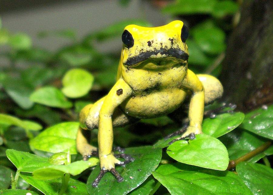 15 loài vật độc nhất hành tinh khuyên bạn không nên dại dột đụng vào 15 loài vật độc nhất hành tinh khuyên bạn không nên dại dột đụng vào