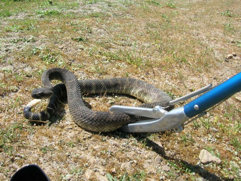 Không bao giờ tiếp cận rắn mà thiếu công cụ phù hợp, bất kể khi nó còn sống hay đã chết.