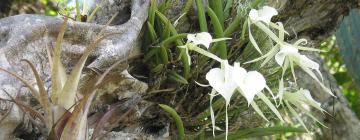 npjs white orchid