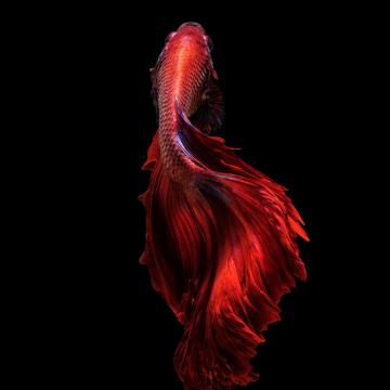betta siamese fighting fish underwater tropical psychedelic 1500x1500