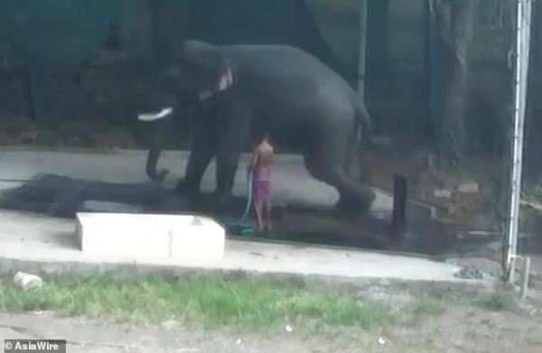 Bắt voi ngồi xuống tắm, người quản tượng vô tình bị chú voi mình chăm sóc đè chết Bắt voi ngồi xuống tắm, người quản tượng vô tình bị chú voi mình chăm sóc đè chết