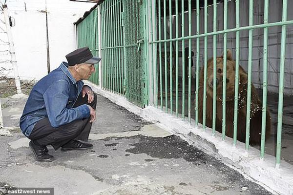 Gấu nâu bị bắt bỏ tù 15 năm, sống cùng với các tội phạm nguy hiểm sau 2 vụ tấn công người Gấu nâu bị bắt bỏ tù 15 năm, sống cùng với các tội phạm nguy hiểm sau 2 vụ tấn công người