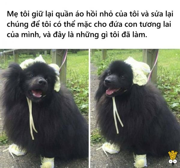 Loạt ảnh hài hước về nỗi lòng của những người yêu thú cưng hơn trẻ em Loạt ảnh hài hước về nỗi lòng của những người yêu thú cưng hơn trẻ em