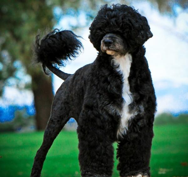 24 portuguese water dog