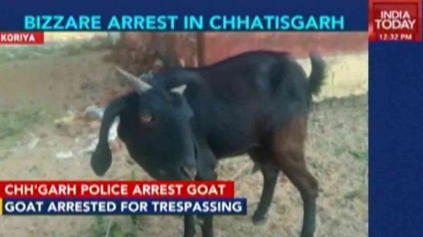 goat arrested by chhattisgarh cops