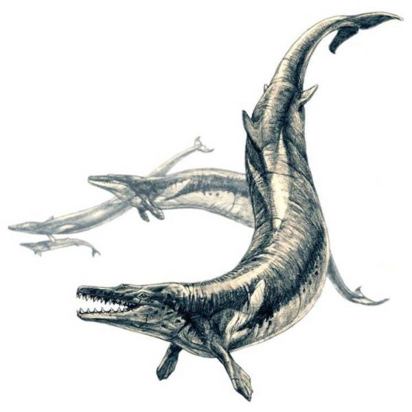 basilosaurus 1