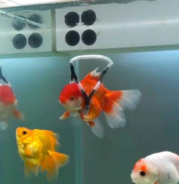 0 pay disabled goldfish get wheelchair 2