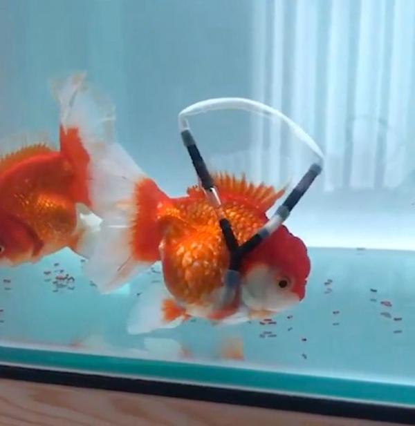 0 pay disabled goldfish get wheelchair