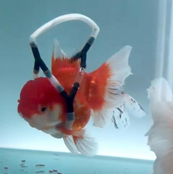 3 caters disabled goldfish 04