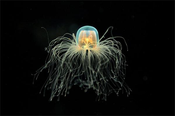 immortal jellyfish turritopsis nutricula 31