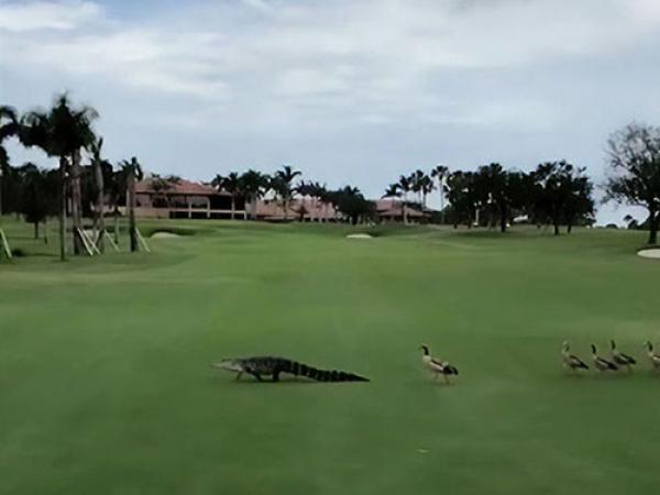 ducks chase alligator across golf course 5d35ab727cdb0 700