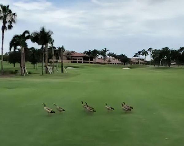 ducks chase alligator across golf course 5d35ab74a6fb5 700