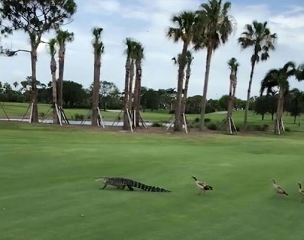 ducks chase alligator across golf course 5d35ab76f1983 700