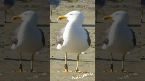 seagullswns2