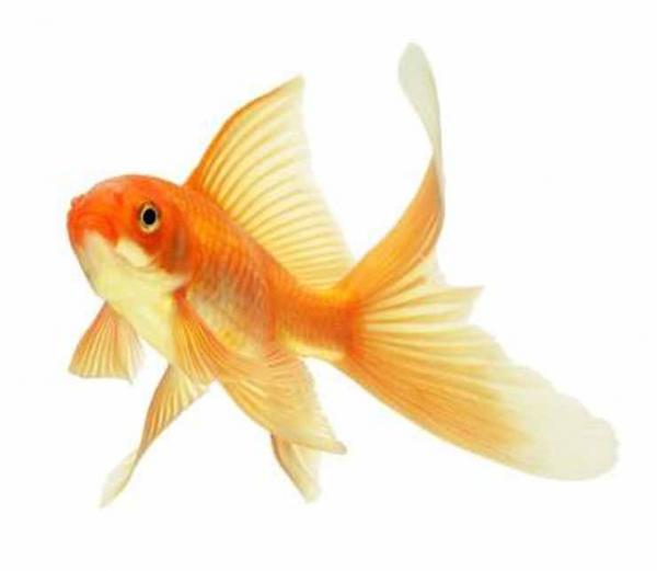 goldfish have a 3 second memory