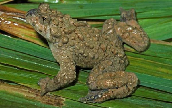 toads give you warts