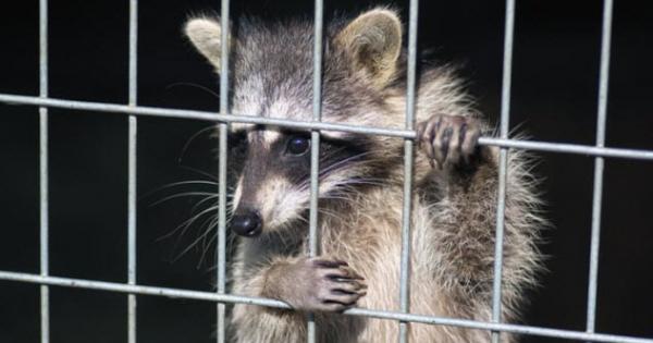 10b raccoon locked up 876656002