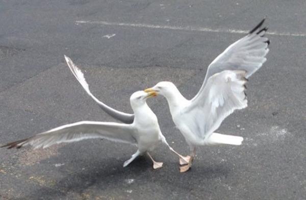8 drunken seagulls