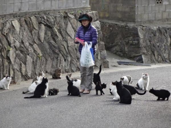these two japanese islands have the cutest cat infestation 8 620x