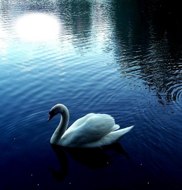 swan night