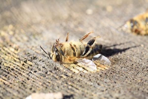 dead bees brazil 1