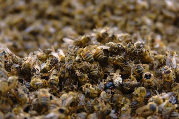 dead bees brazil 4