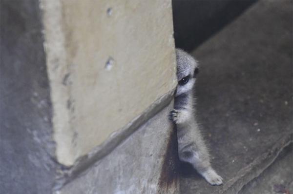 cute newborn meerkat japan 1 5d5a9d2f314de 700