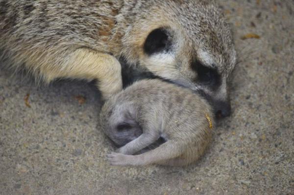 cute newborn meerkat japan 11 5d5a9d429bebc 700