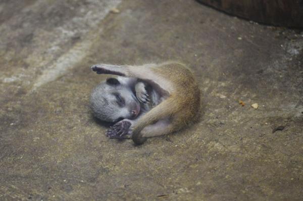cute newborn meerkat japan 17 5d5a9d4d3e17d 700