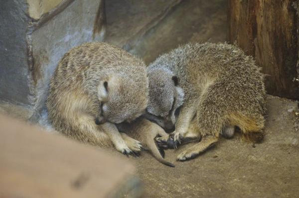 cute newborn meerkat japan 25 5d5a9d5c1675d 700