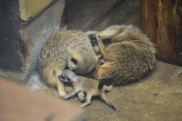cute newborn meerkat japan 26 5d5a9d5e18632 700
