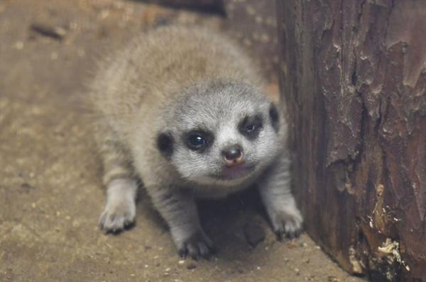 cute newborn meerkat japan 28 5d5a9d621e7d0 700