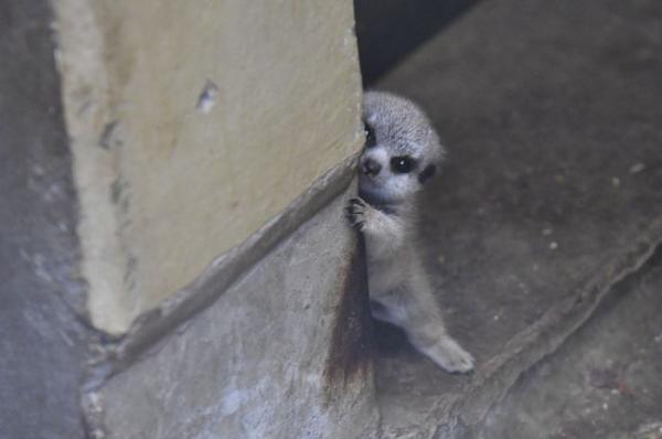 cute newborn meerkat japan 3 5d5a9d32ee1f6 700