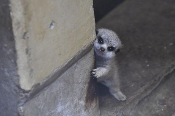 cute newborn meerkat japan 4 5d5a9d353c8c4 700
